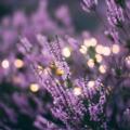 Las Flores de Bach