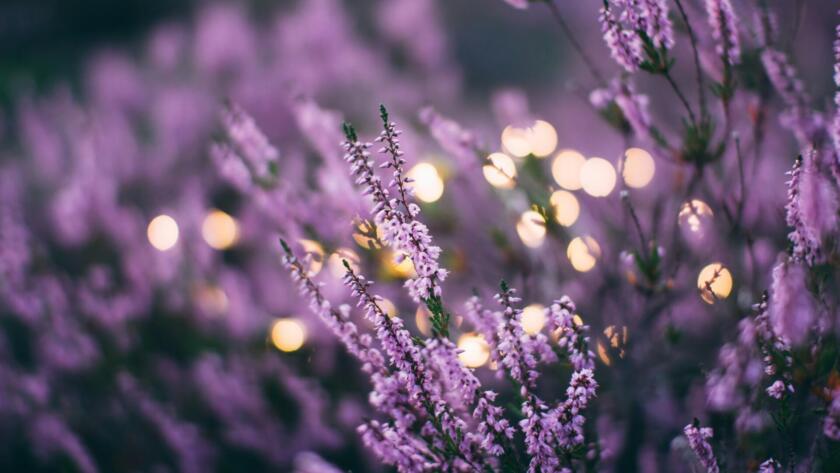 Las Flores de Bach