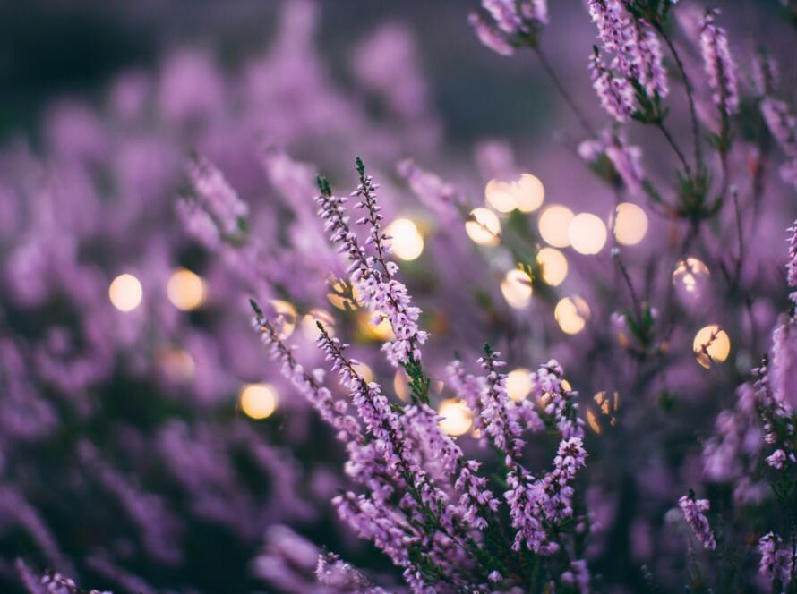 Las Flores de Bach